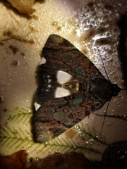Catephia linteola