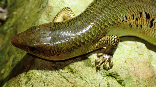 Chinese Skink