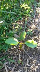 Jatropha gossypiifolia