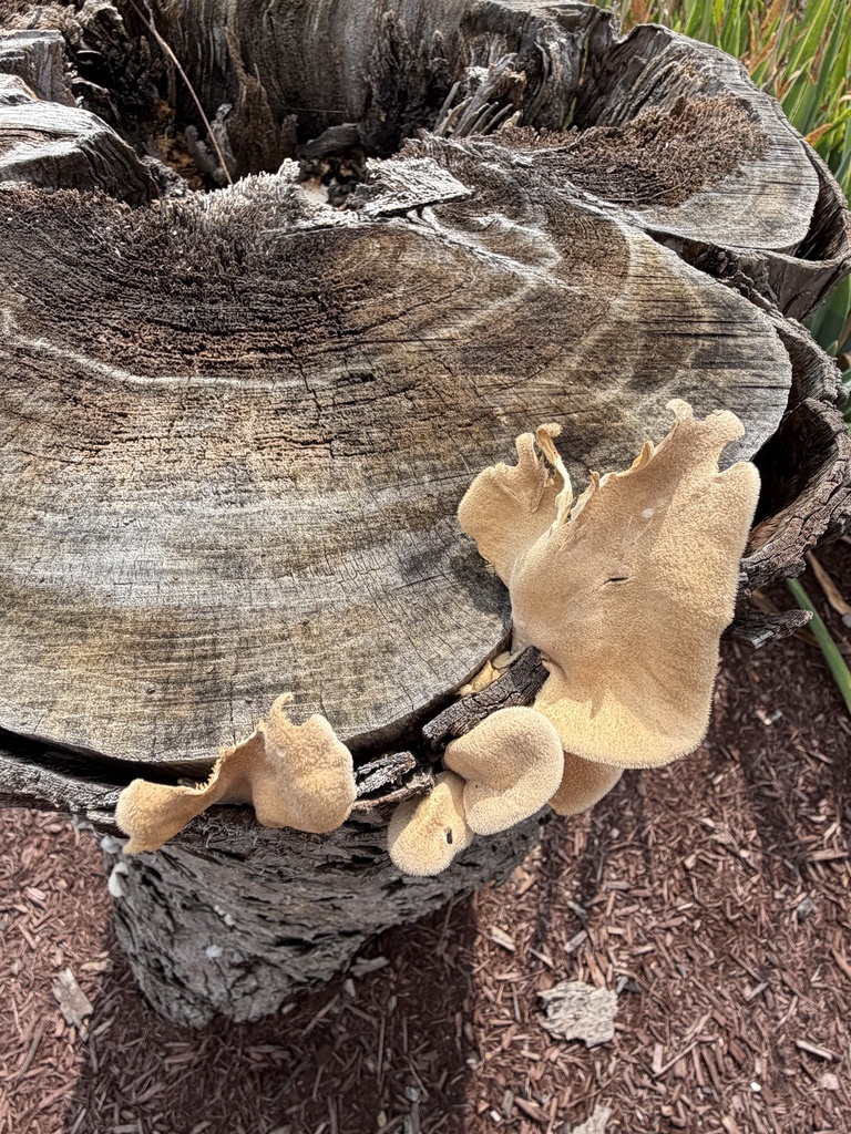 Hairy Oyster Mushroom · July 2026 · photo: Photo: (c) Julie Travaglini, some rights reserved (CC BY) · iNaturalist