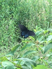 Papilio glaucus