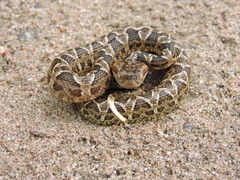 Bothrops diporus
