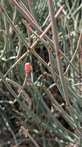 Ephedra fragilis, photograph 6