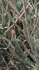 Ephedra fragilis, photograph (c) frangp, some rights reserved (CC BY)
