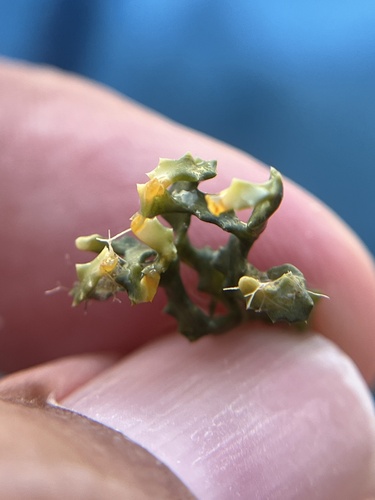 Caulerpa serrulata observed 2026-07-19