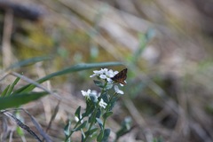 Epirrhoe plebeculata