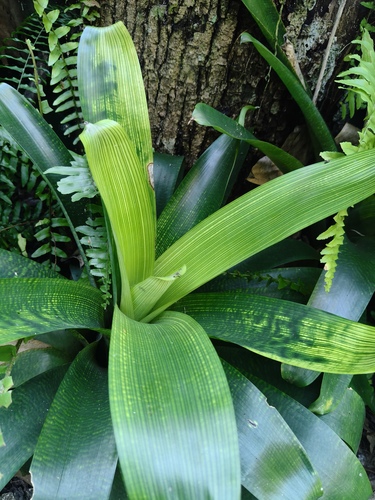 Vriesea fenestralis, photograph 2