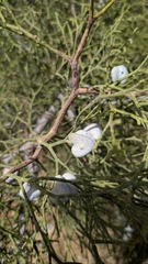 Tetraclinis articulata
