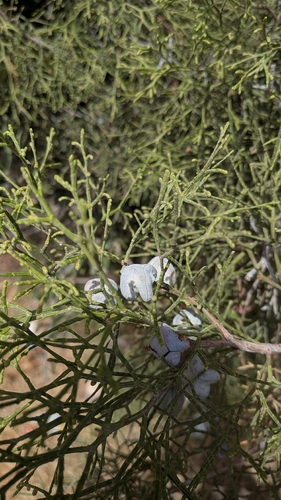 Tetraclinis articulata, photograph 2