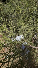 Tetraclinis articulata, photograph (c) frangp, some rights reserved (CC BY)