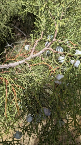 Tetraclinis articulata, photograph 3