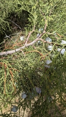 Tetraclinis articulata, photograph (c) frangp, some rights reserved (CC BY)
