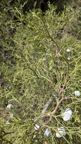 Tetraclinis articulata, photograph 4