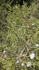 Tetraclinis articulata, photograph (c) frangp, some rights reserved (CC BY)