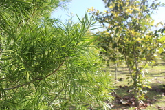 Podocarpus oleifolius