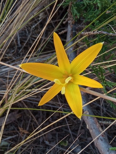 Pyrolirion boliviense, photograph 4