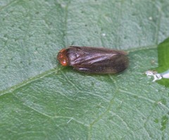 Kanozata contermina