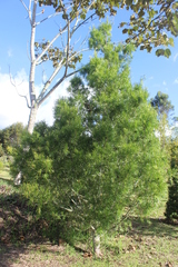 Podocarpus oleifolius