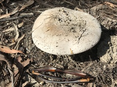 Amanita grossa