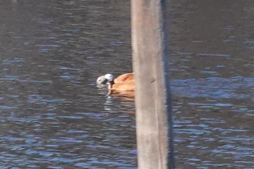 iNaturalist image