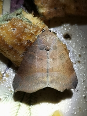 Bastilla hamatilis