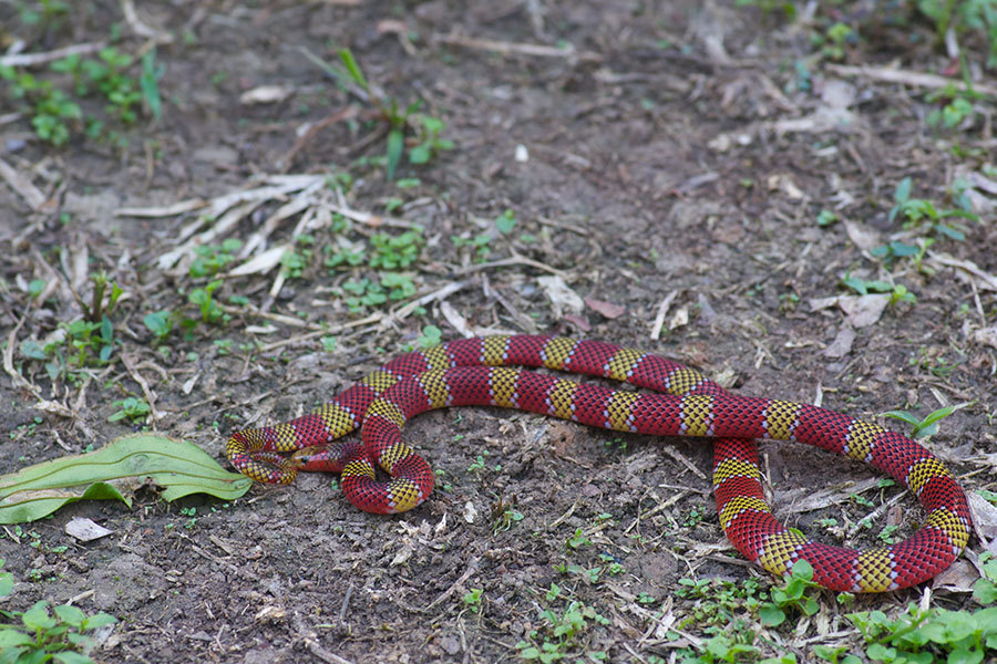 Langsdorff's Coralsnake (Micrurus langsdorffi)
