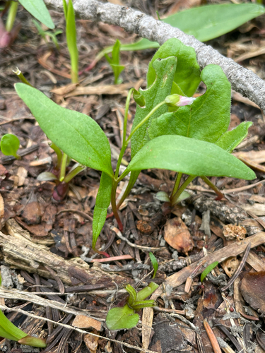 Claytonia caroliniana, 2026-07-18