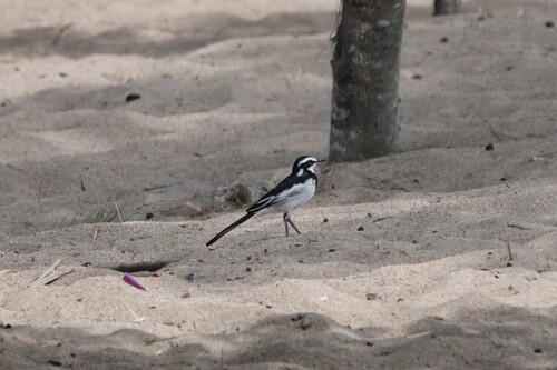 iNaturalist image