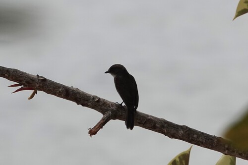 iNaturalist image