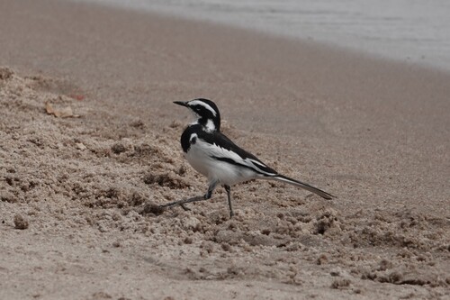 iNaturalist image