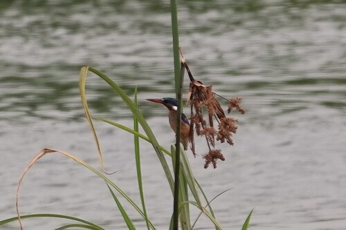 iNaturalist image