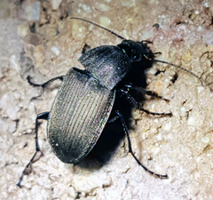 Chlaenius tomentosus