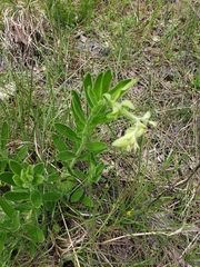 Lithospermum decipiens