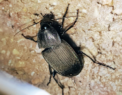 Chlaenius tomentosus