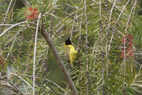 iNaturalist image
