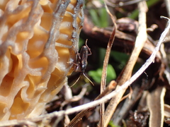 Eremocoris semicinctus