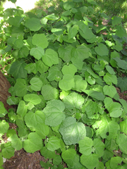 Malvaviscus arboreus drummondii