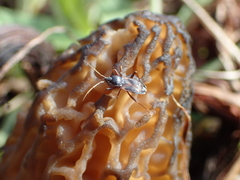 Eremocoris semicinctus