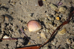 Eucrassatella kingicola