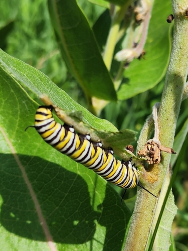 Monarch