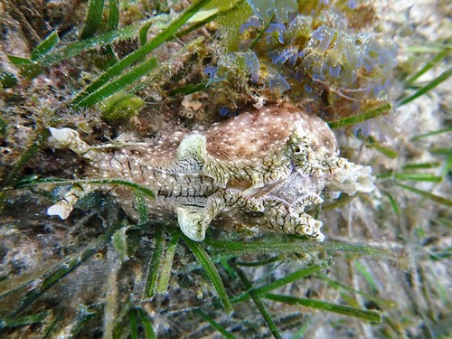 White-speckled Seahare