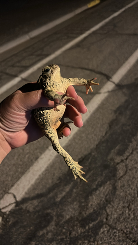 Woodhouse's Toad