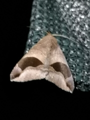 Bastilla solomonensis