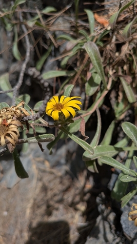 Pallenis maritima, photograph 5