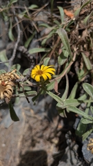 Pallenis maritima, photograph (c) frangp, some rights reserved (CC BY)