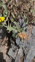 Pallenis maritima, photograph (c) frangp, some rights reserved (CC BY)