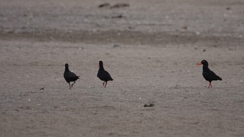 iNaturalist image