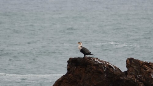 iNaturalist image