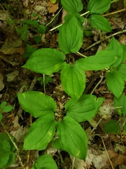 Croomia pauciflora