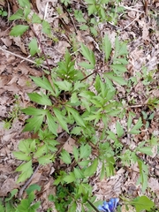 Ranunculus hispidus nitidus